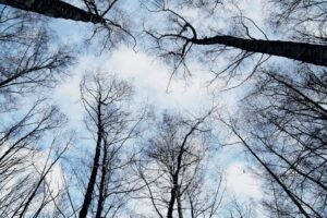 A view looking up at tall, bare trees in a tranquil winter forest against a clear blue sky.